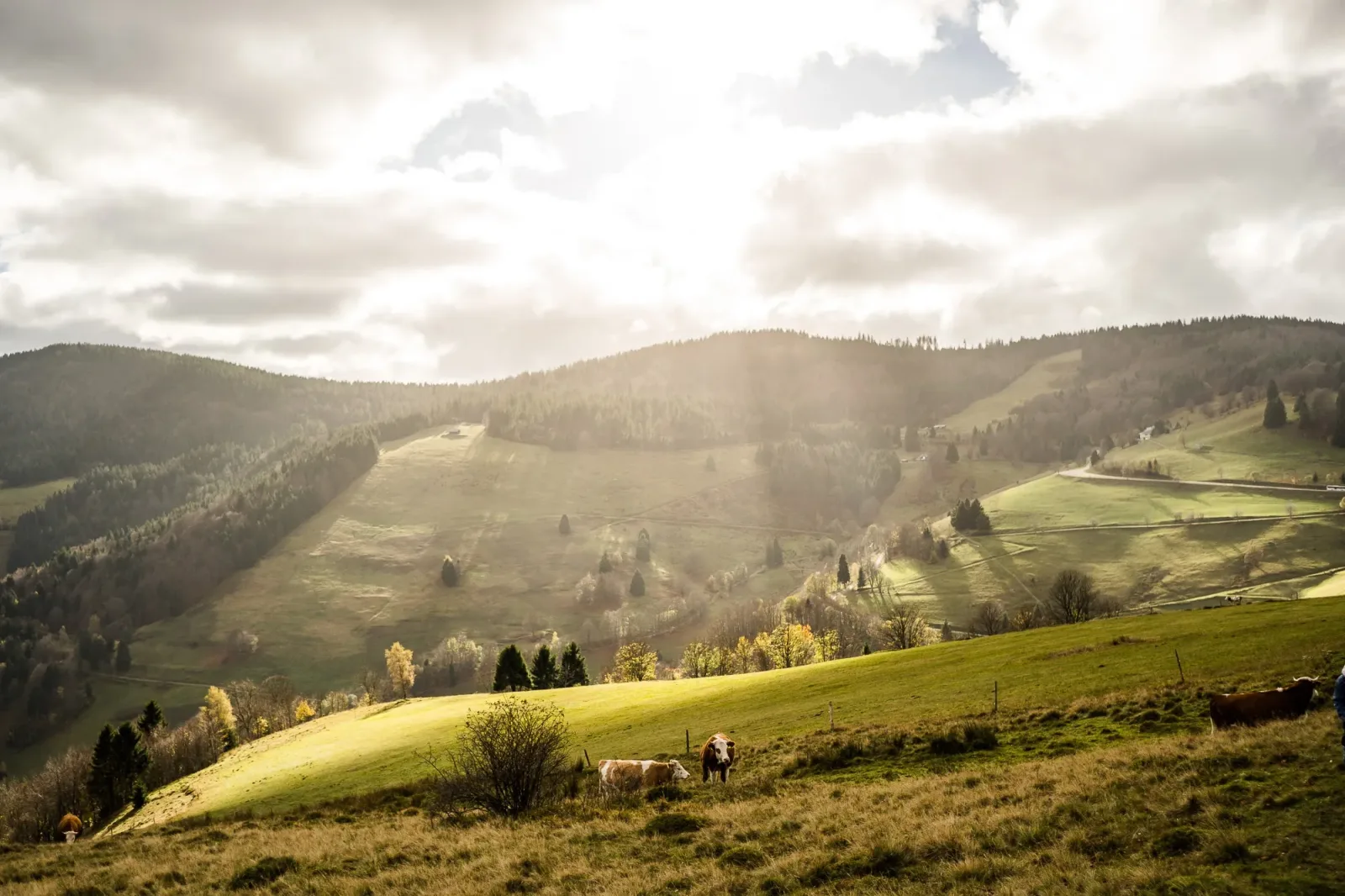Wieden